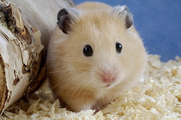 control smells in hamster cage.jpg